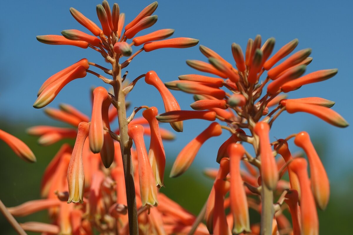 Aloe Saponaria/Maculata  Алоэ мыльное/пятнистое - wea *