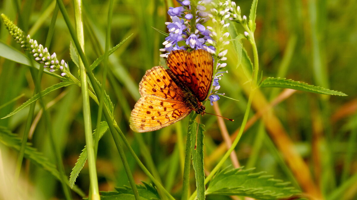 летние бабочки   1 - Александр Прокудин