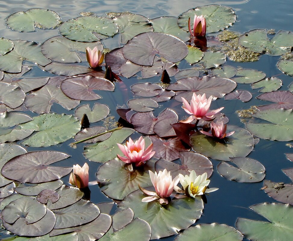 ..чудо природы-водяные лилии на Свибловском пруду..... - galalog galalog