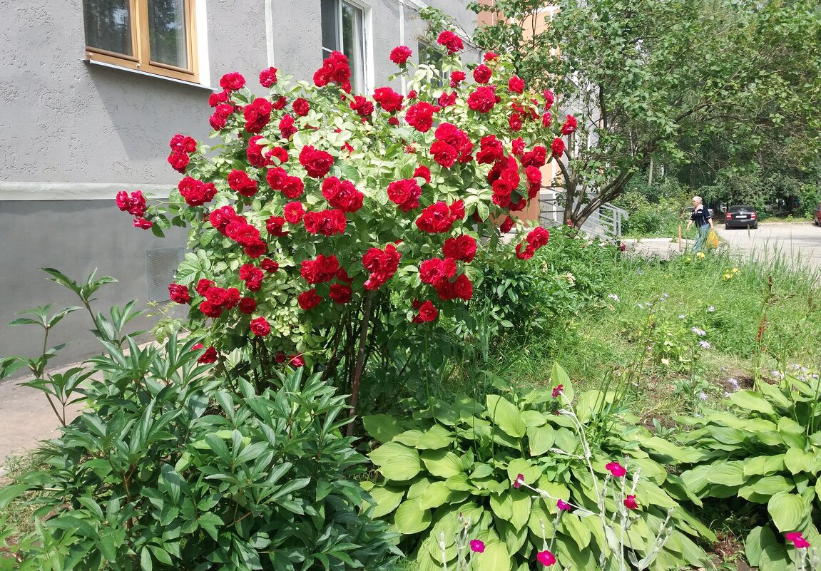 Цветы у дома - Galina Solovova