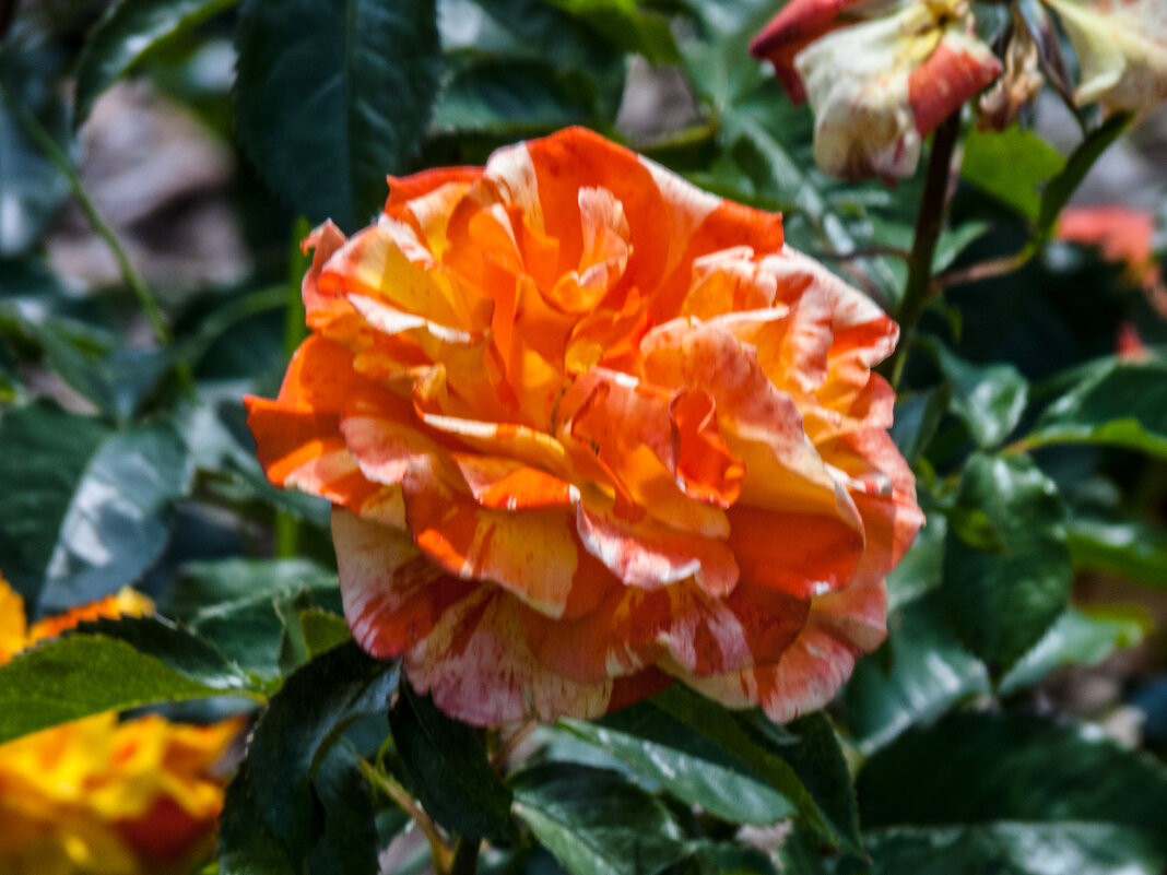Роза в ботаническом саду,Симферополь - Валентин Семчишин