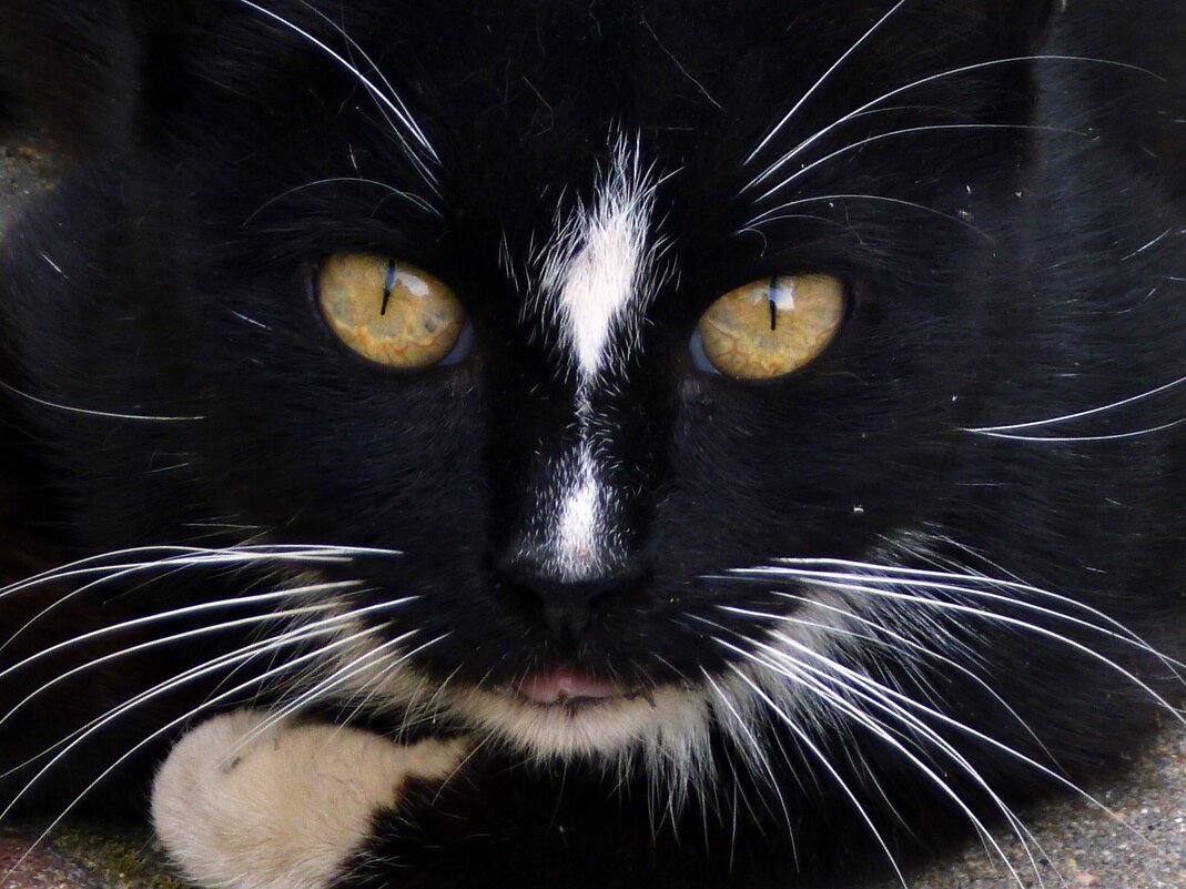 black cat - Vlad Dega aka Sashka Х