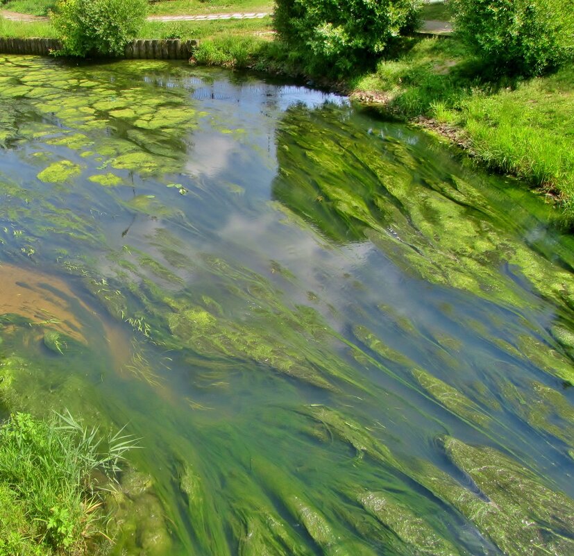 ..зелёные нитчатые водоросли  на Яузе..или все оттенки зелёного.. - galalog galalog