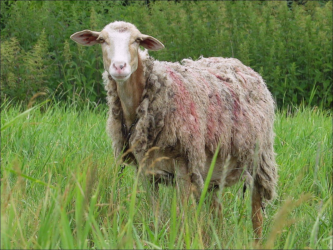 Бедная овечка - Сеня Белгородский
