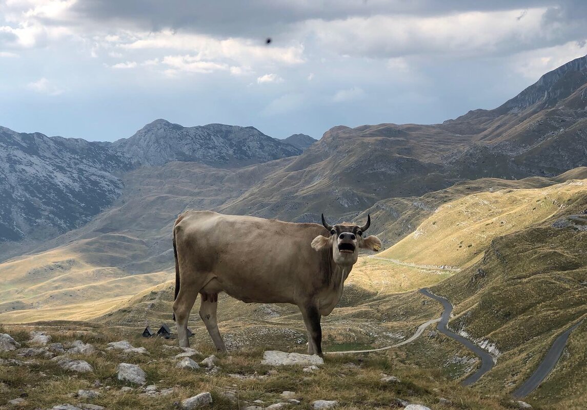 Черногорская корова - Артур Вельш