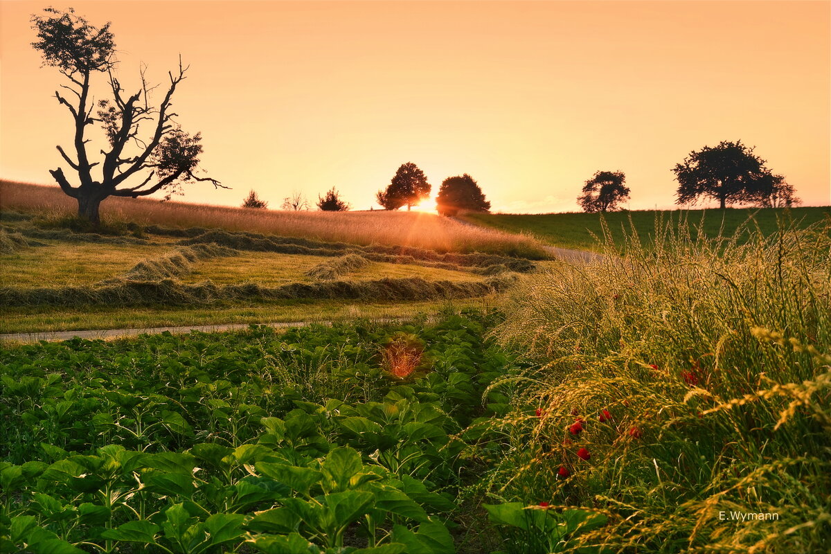 summer sunrise - Elena Wymann