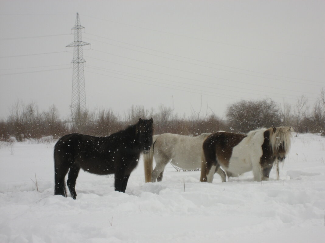 Якутские лошади - Anna Ivanova