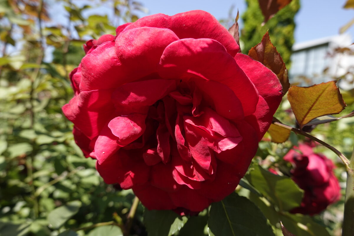 "О, роза красная! ...Ты – символ щедрости души и символ счастья..." - Galina Dzubina