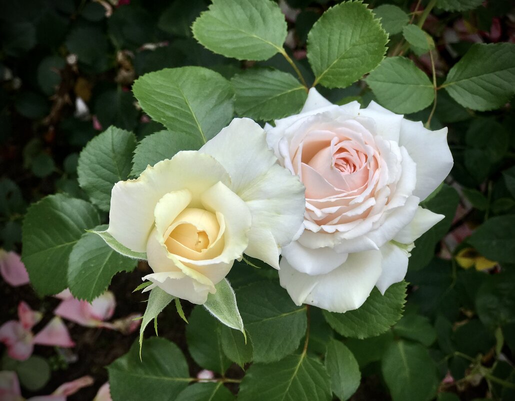 Белые розы ароматом манили… - Любовь 