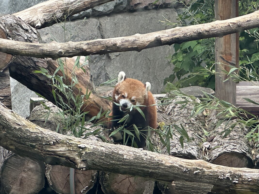 Красная панда - <<< Наташа >>>