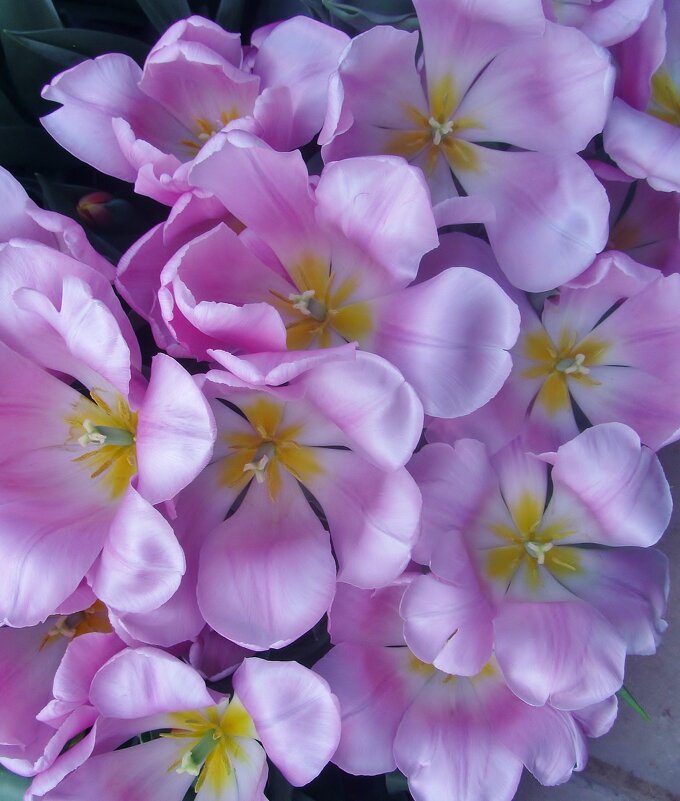 .. тюльпаны " розовый зефир"... - galalog galalog