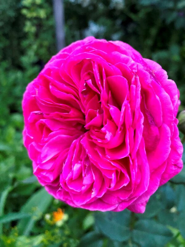 Роза в моём саду - Таня Фиалка