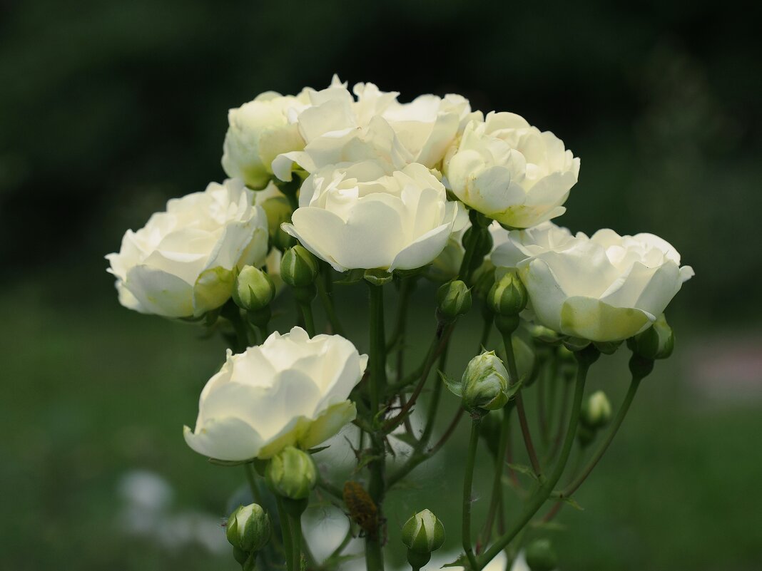 Роза "Morsdag White" - wea *