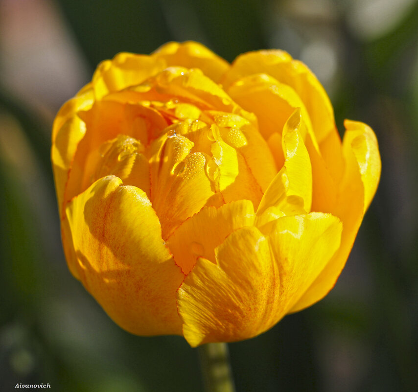 Желтые тюльпаны – золотое Солнце. - Андрей Андреев Андреев