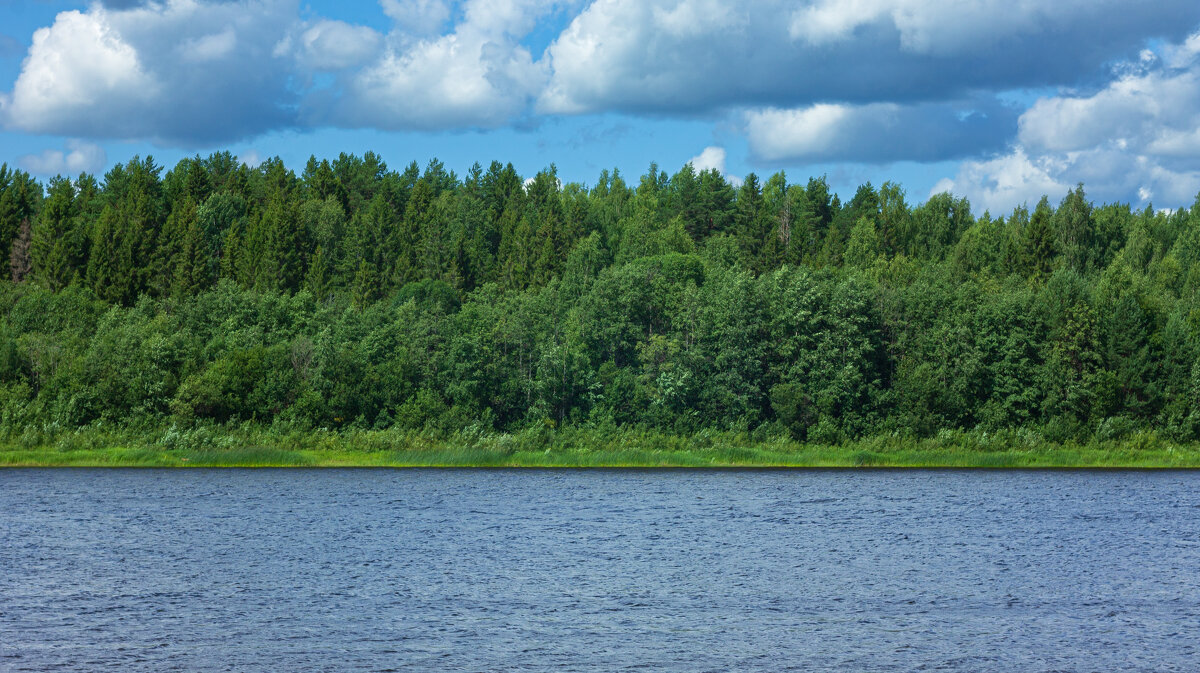 Forest on the banks of the Kubena River in July Day| 15 - Sergey Sonvar