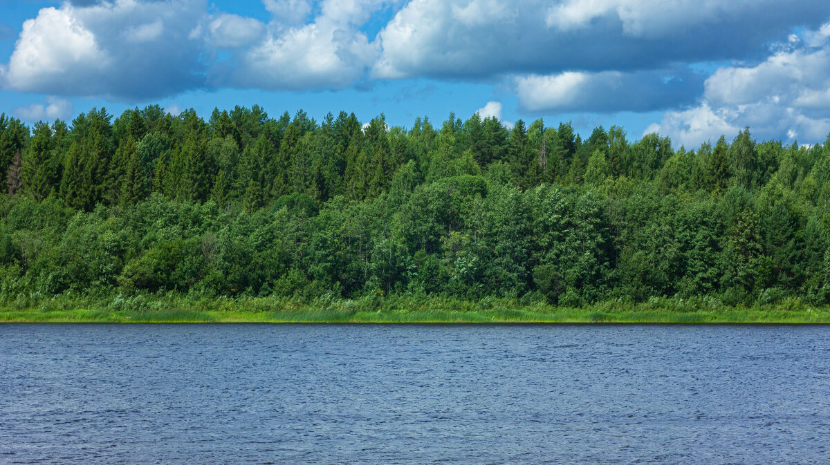 Forest on the banks of the Kubena River in July Day| 16 - Sergey Sonvar