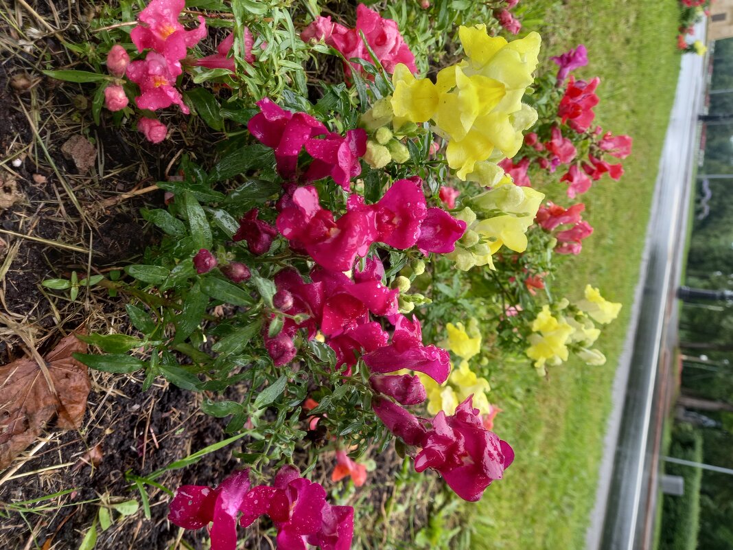 Antirrhinum Snaptastic Pink