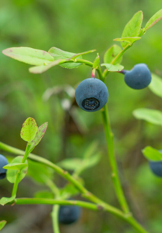 Blueberry | 27 - Sergey Sonvar