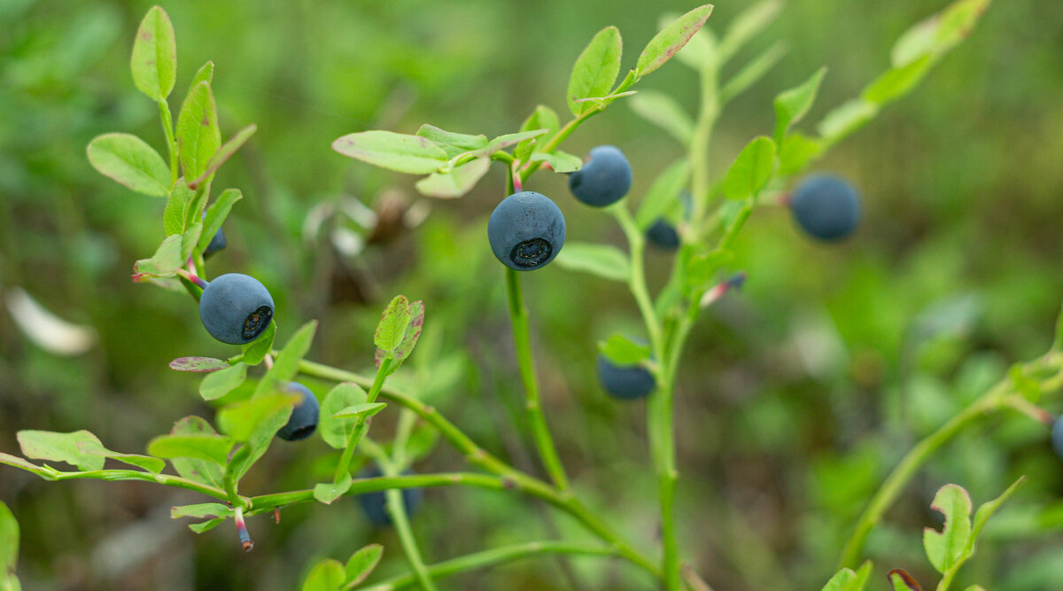 Blueberry | 29 - Sergey Sonvar