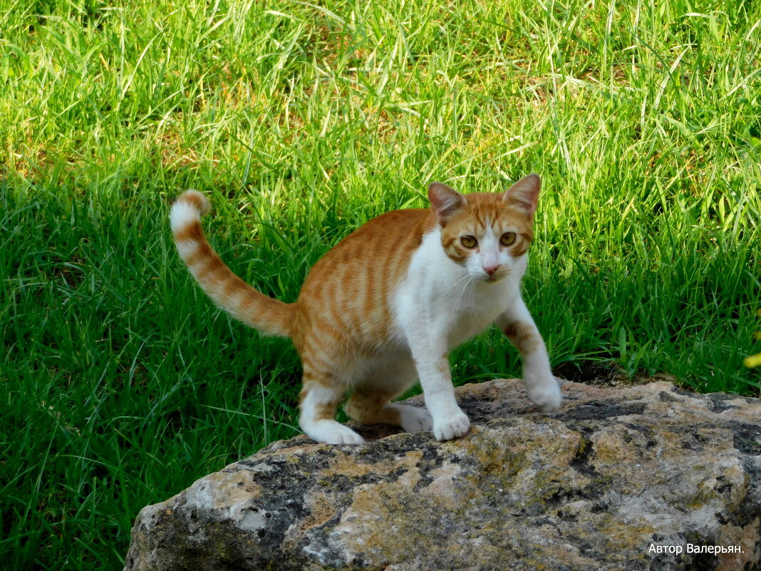 Котёнок на камне. - Валерьян Запорожченко