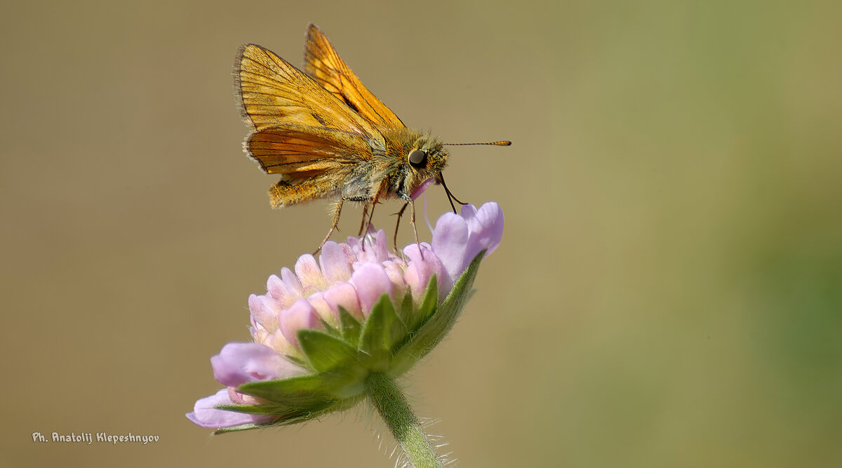 Бабочка Толстоголовка на цветке - Анатолий Клепешнёв
