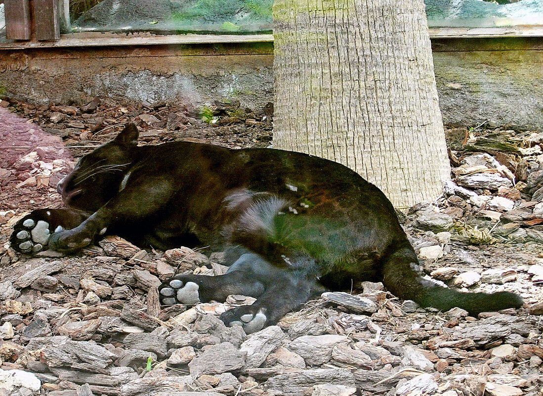 Спящая красавица. Jungle Park. - Лия ☼