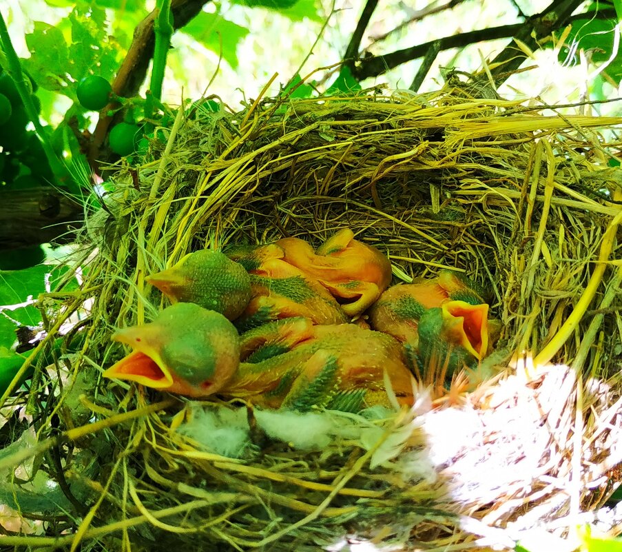 Гнездовые птенцы (29 фото)