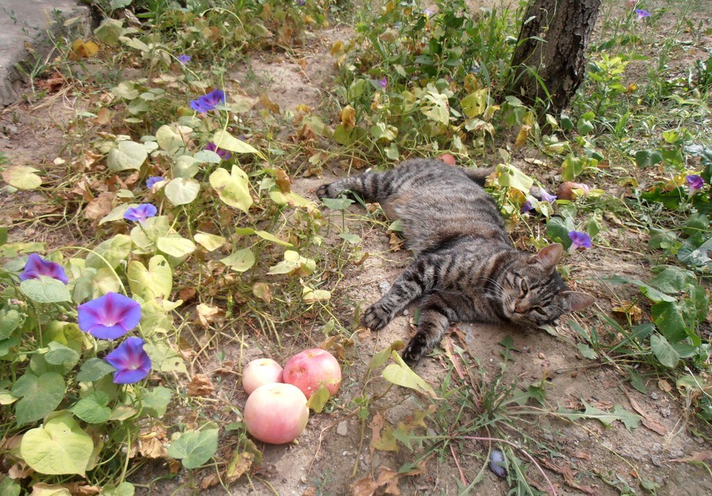 Отдых под яблоней - Наталья 