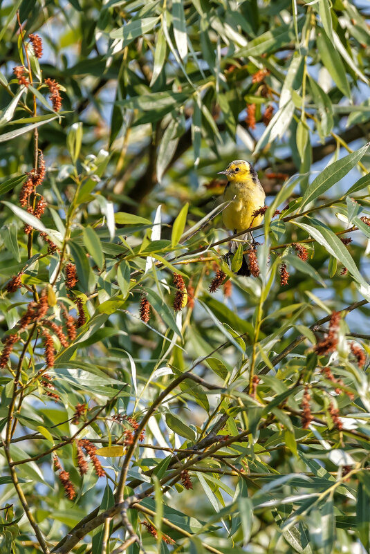 Желтая птичка в ветвях дерева - Леонид Никитин