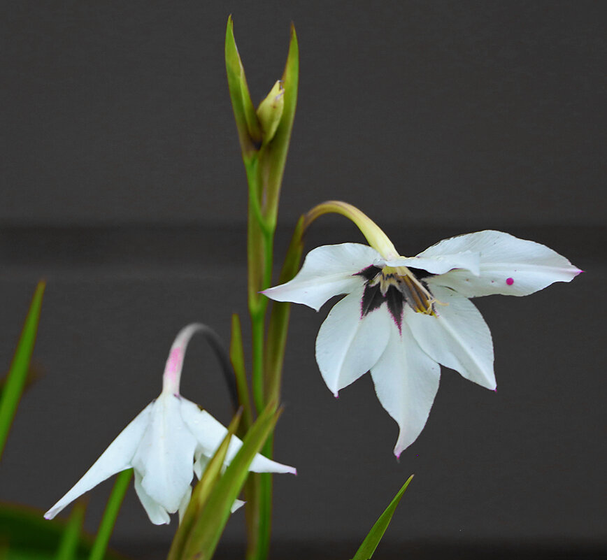 Acidanthera bicolor дома на подоконнике