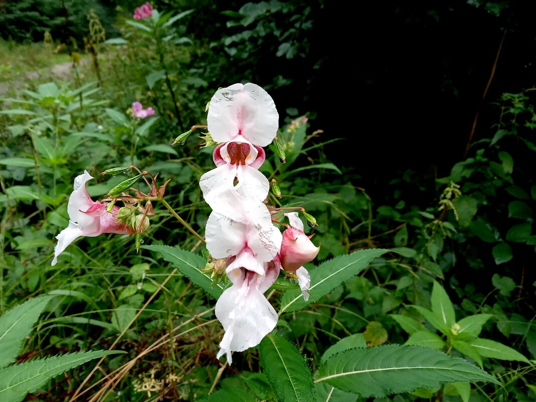 (Impatiens glandulifera), - Heinz Thorns