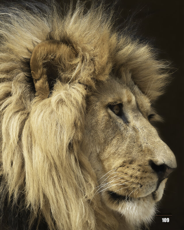 lion - Al Pashang 