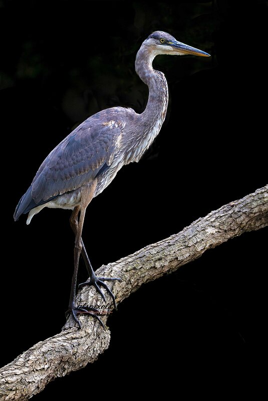 Great blue Heron - Al Pashang 