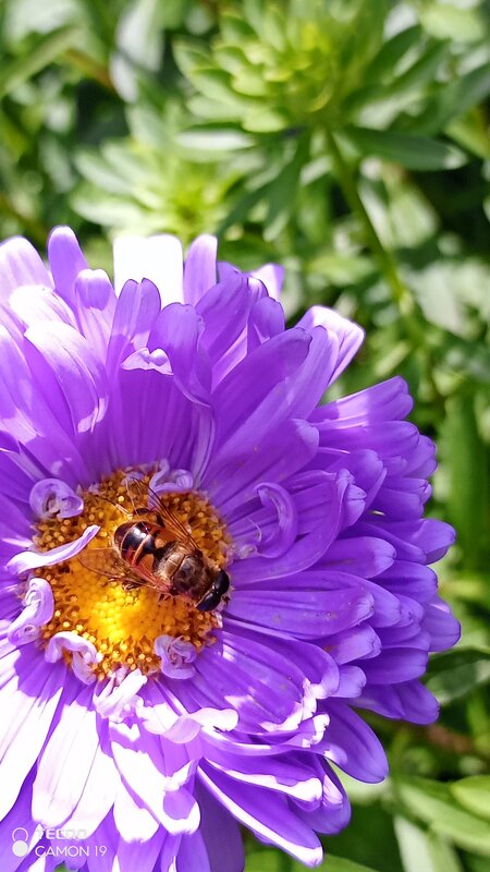Пчелка на астре - Гульнара 