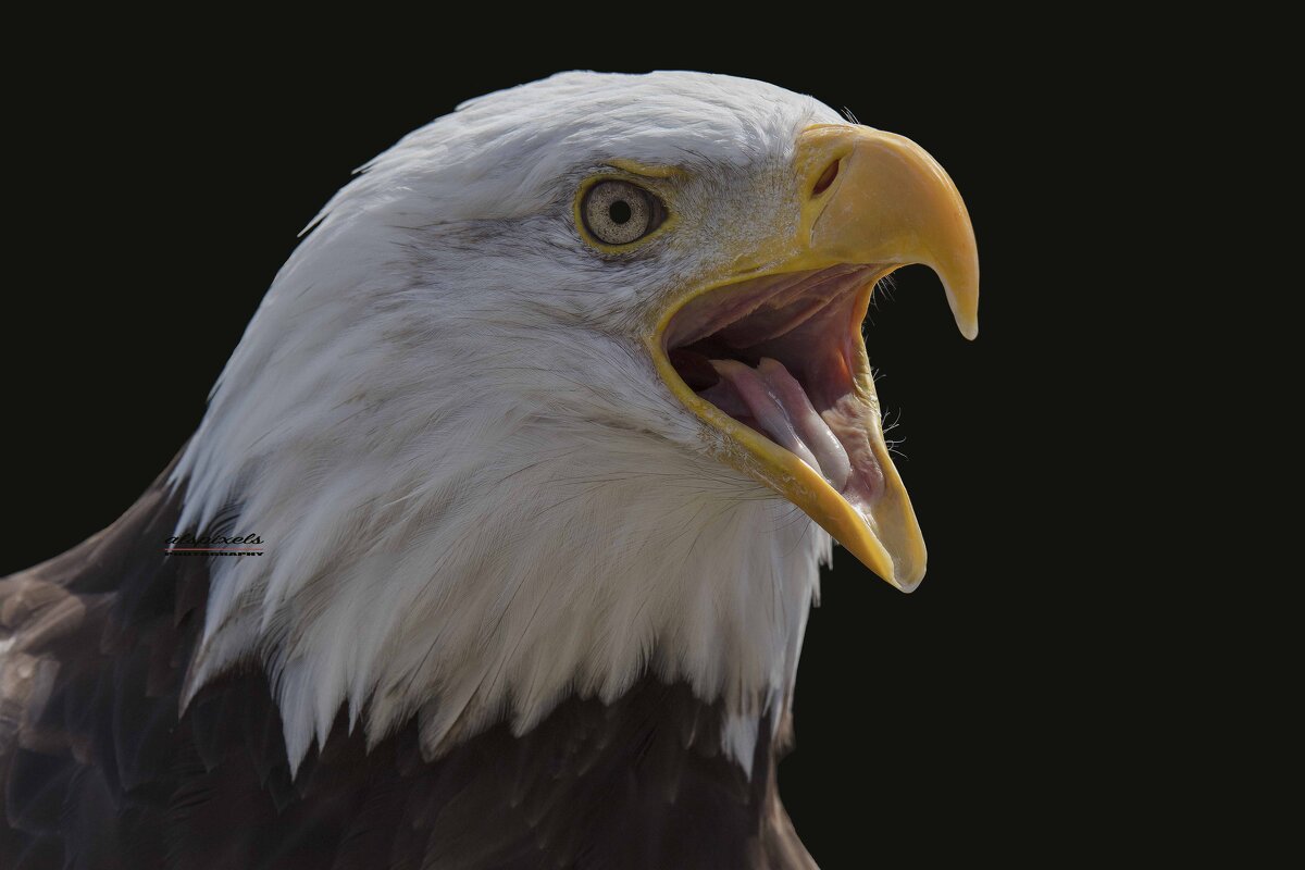 Bold eagle - Al Pashang 
