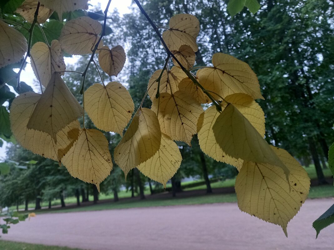 Осенние листья - Сапсан 