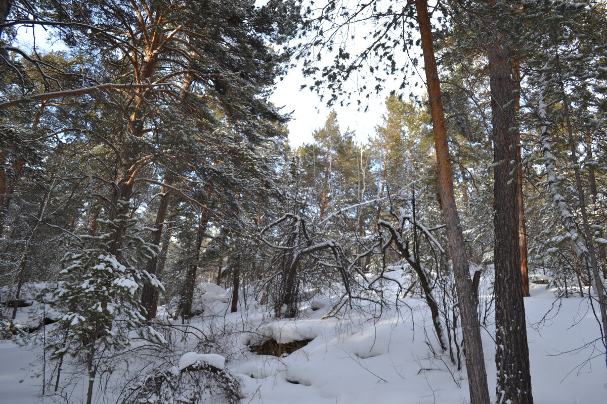 Зима...Каркаралинский лес.Морозец. - Андрей Хлопонин