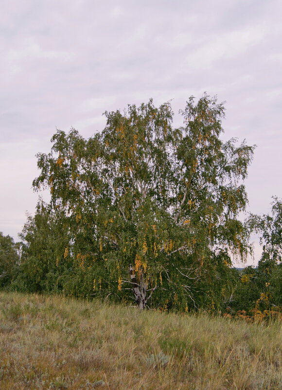 Осень август нарядила. - сергей 