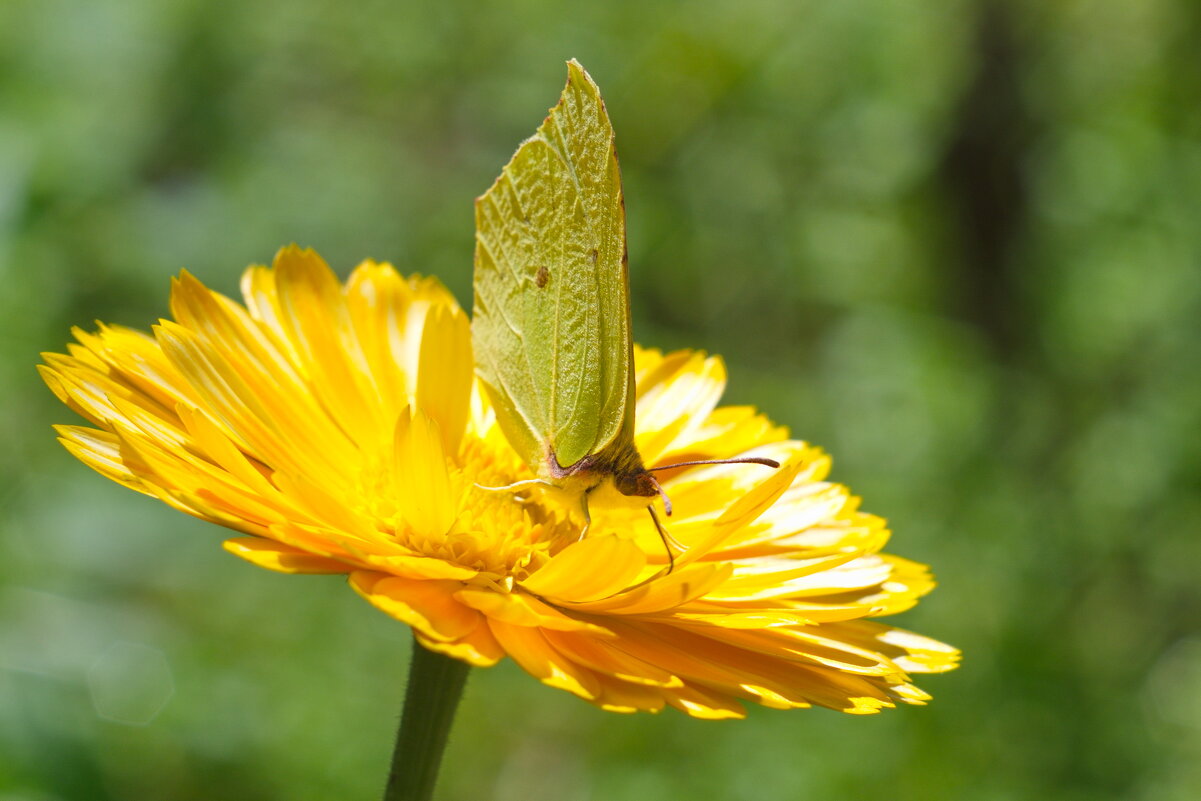 Солнечный цветок - Григорий 