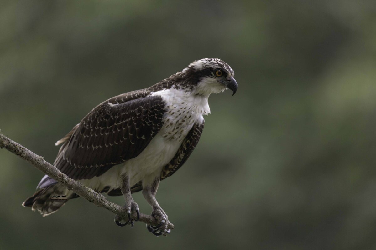 Osprey - Al Pashang 