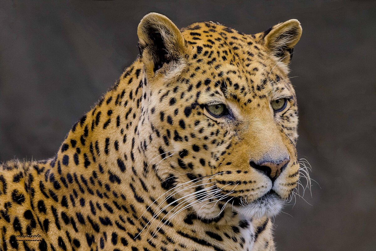 Leopard - Al Pashang 