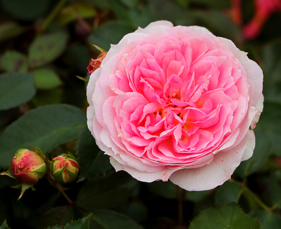 Цветы Архангельского, английская роза - Светлана 