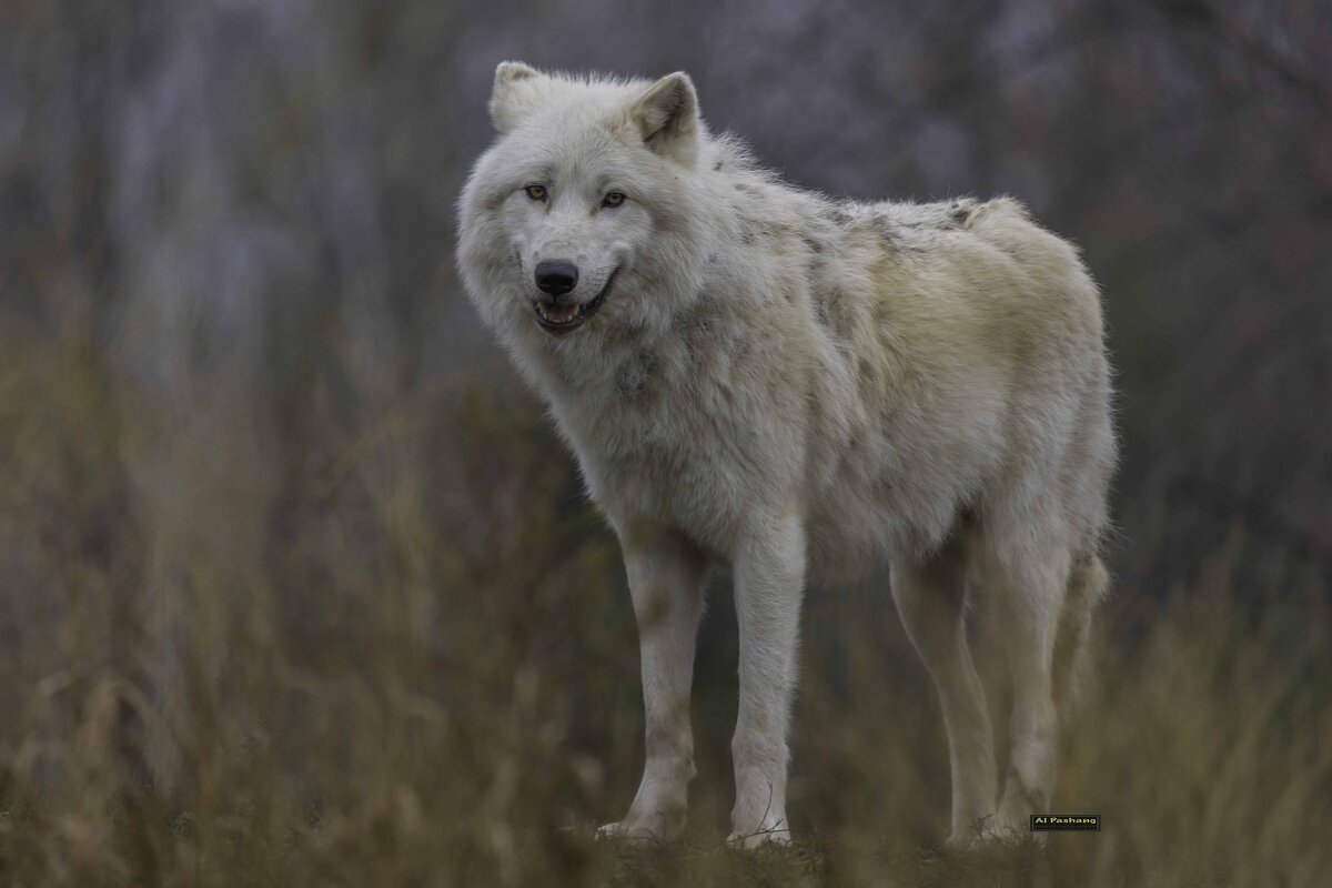 Arctic wolf - Al Pashang 