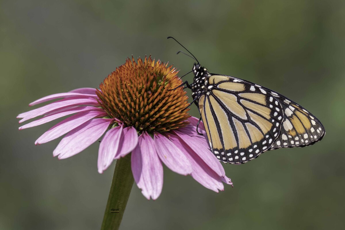 Butterfly - Al Pashang 