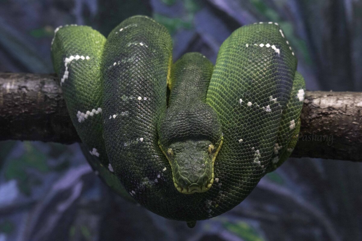 Emerald tree boa - Al Pashang 