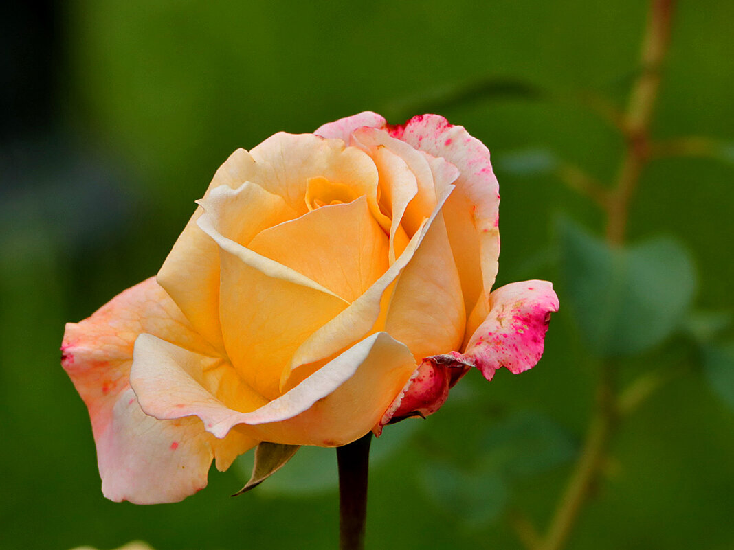 Цветы Архангельского, английская роза - Светлана 