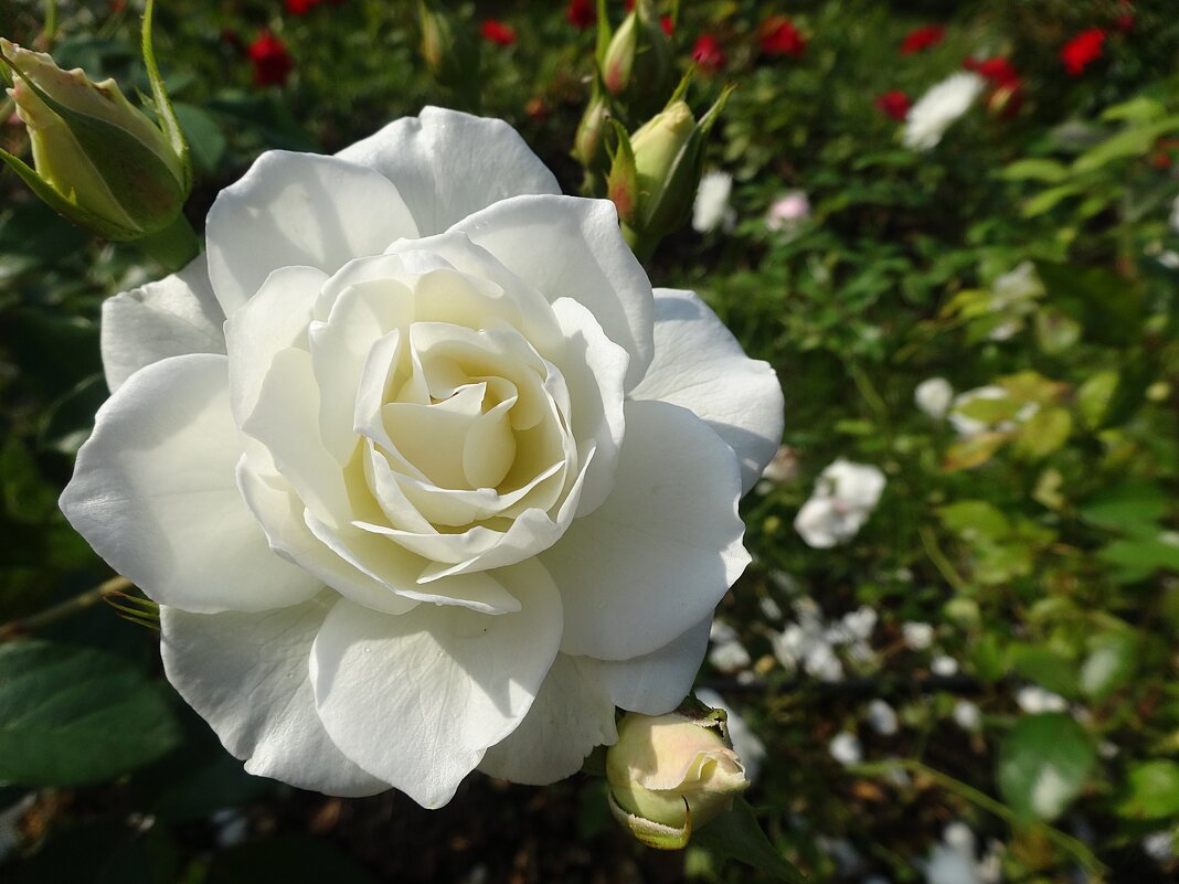 Белая роза - Лидия Бусурина