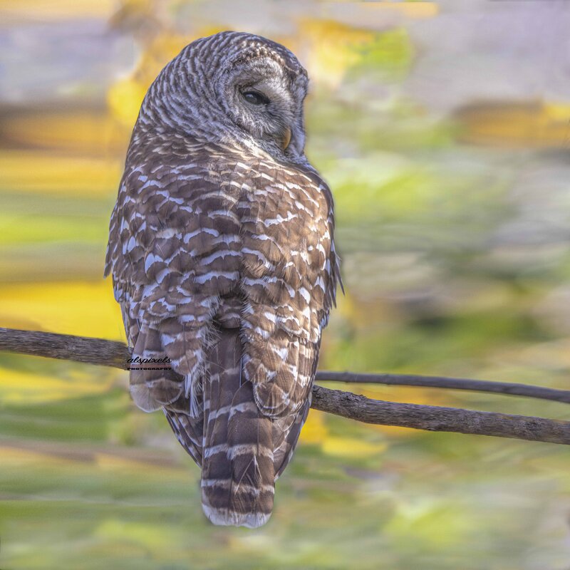 Barred Owl - Al Pashang 