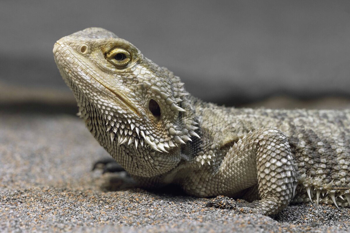 Central bearded dragon - Al Pashang 