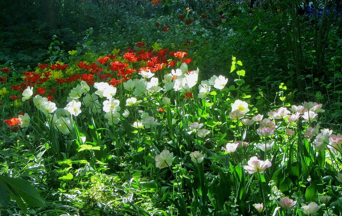 .. солнечная полянка с тюльпанами  в Аптекарском огороде.. - galalog galalog
